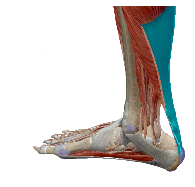 futó fájdalom után a lábak ízületeiben