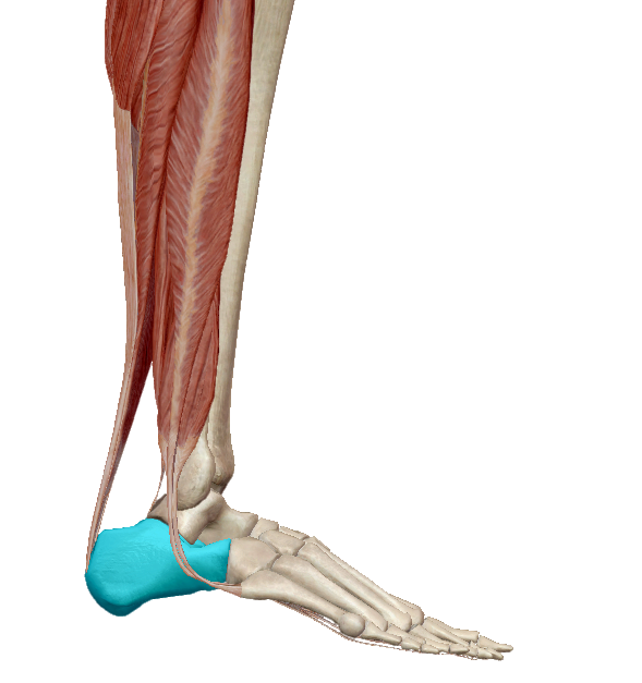sarok artrózis kezelés áttekintés miért fájdalmasak a bokaízületek