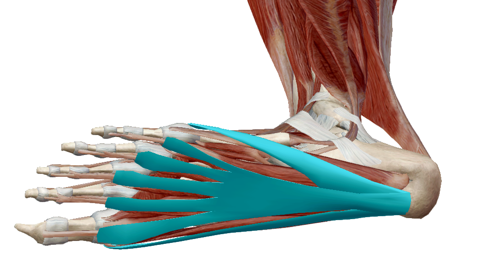 torna lábízületi gyulladás kezelésére artróziskezelés balashikha